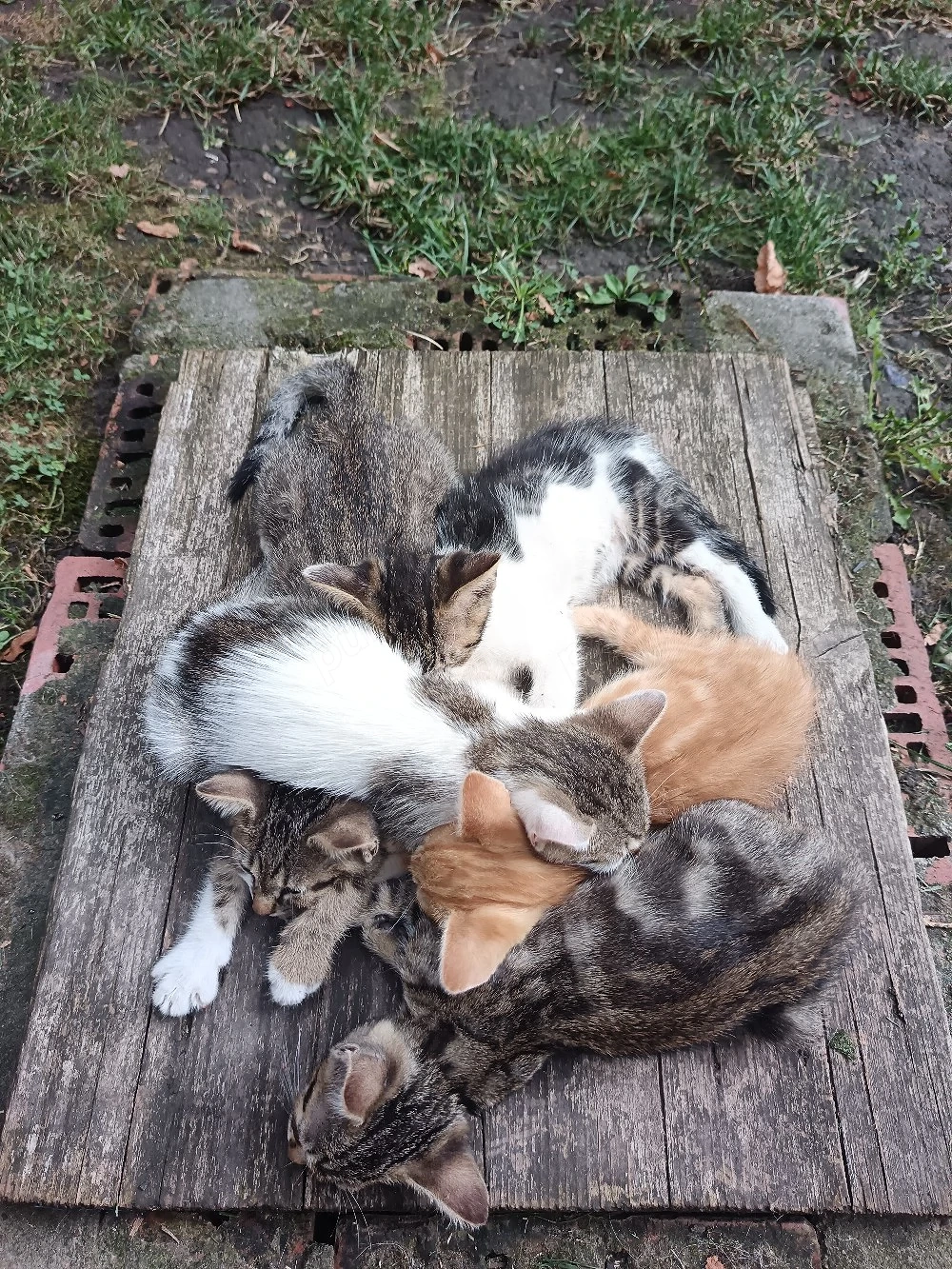 Pisici spre adopție 