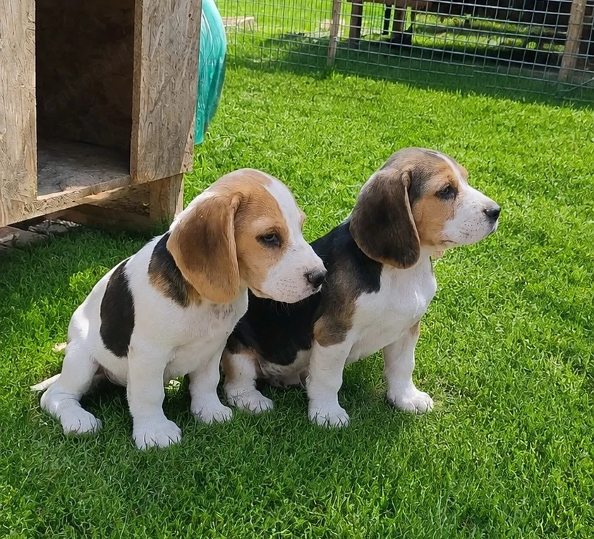 Beagle tricolor