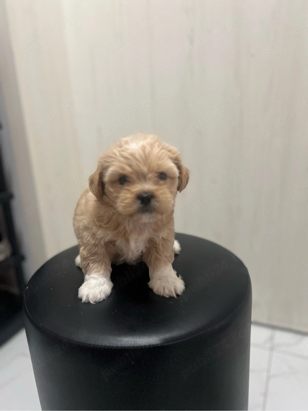 Shih tuz 2.5 luni 