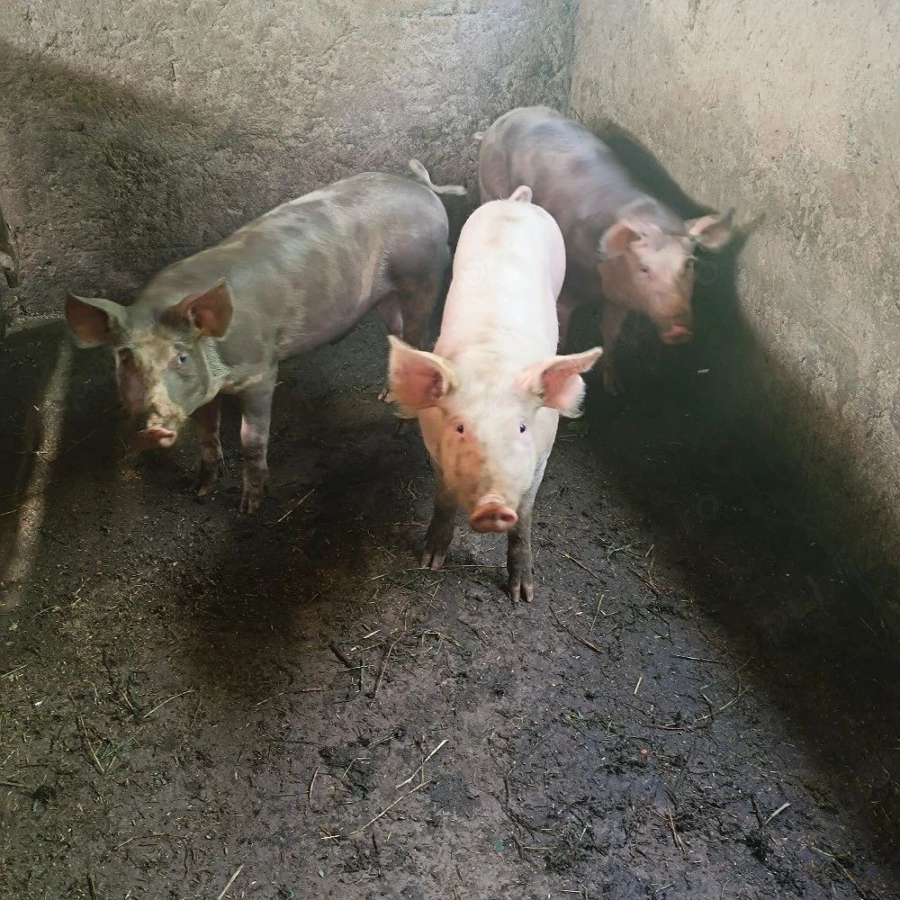 porci de vânzare 