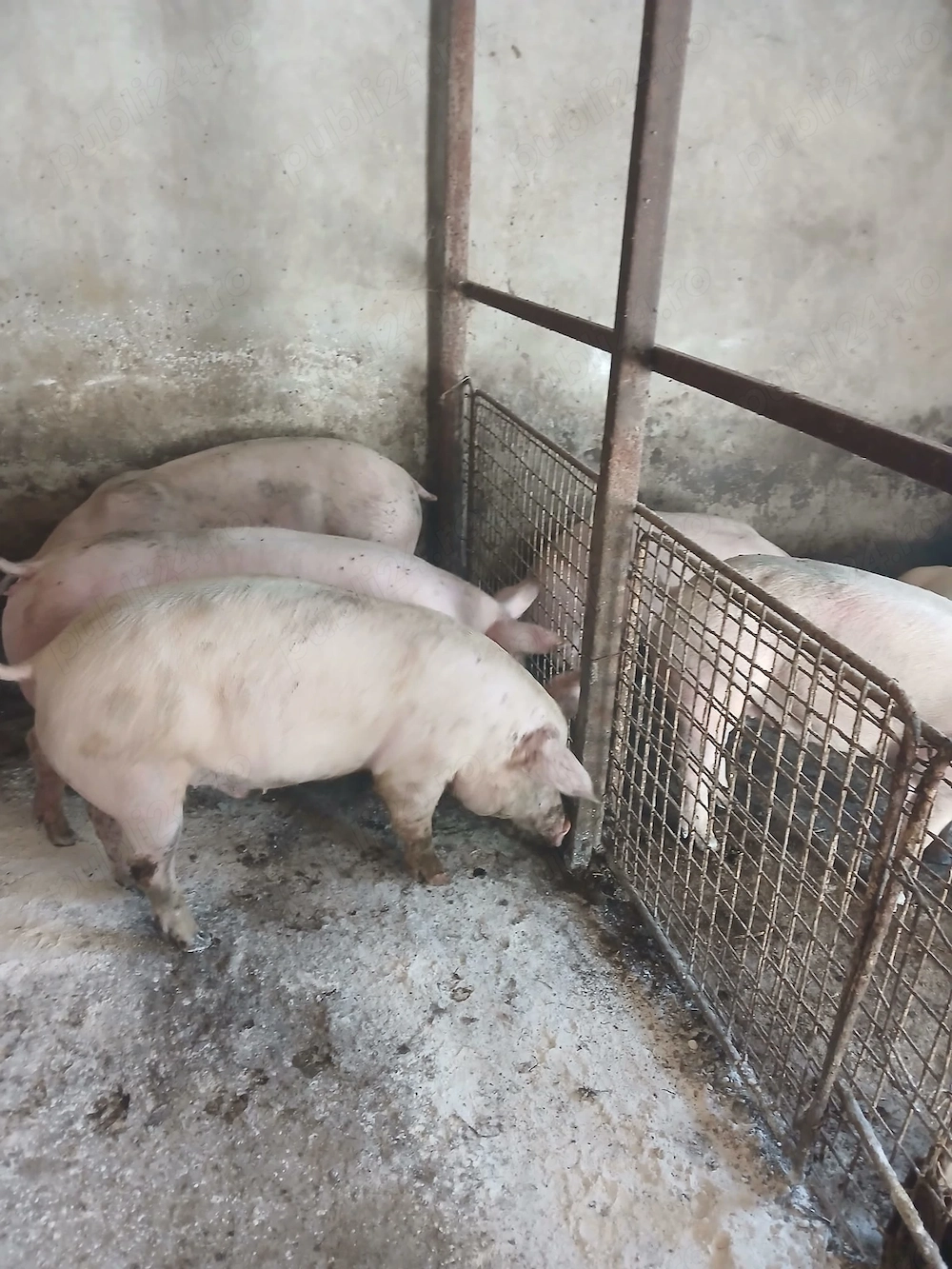 Vând porci mici și mari de carne 