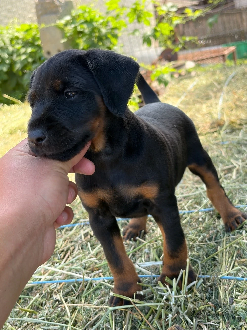 Mascul Jagdterrier jagd terrier