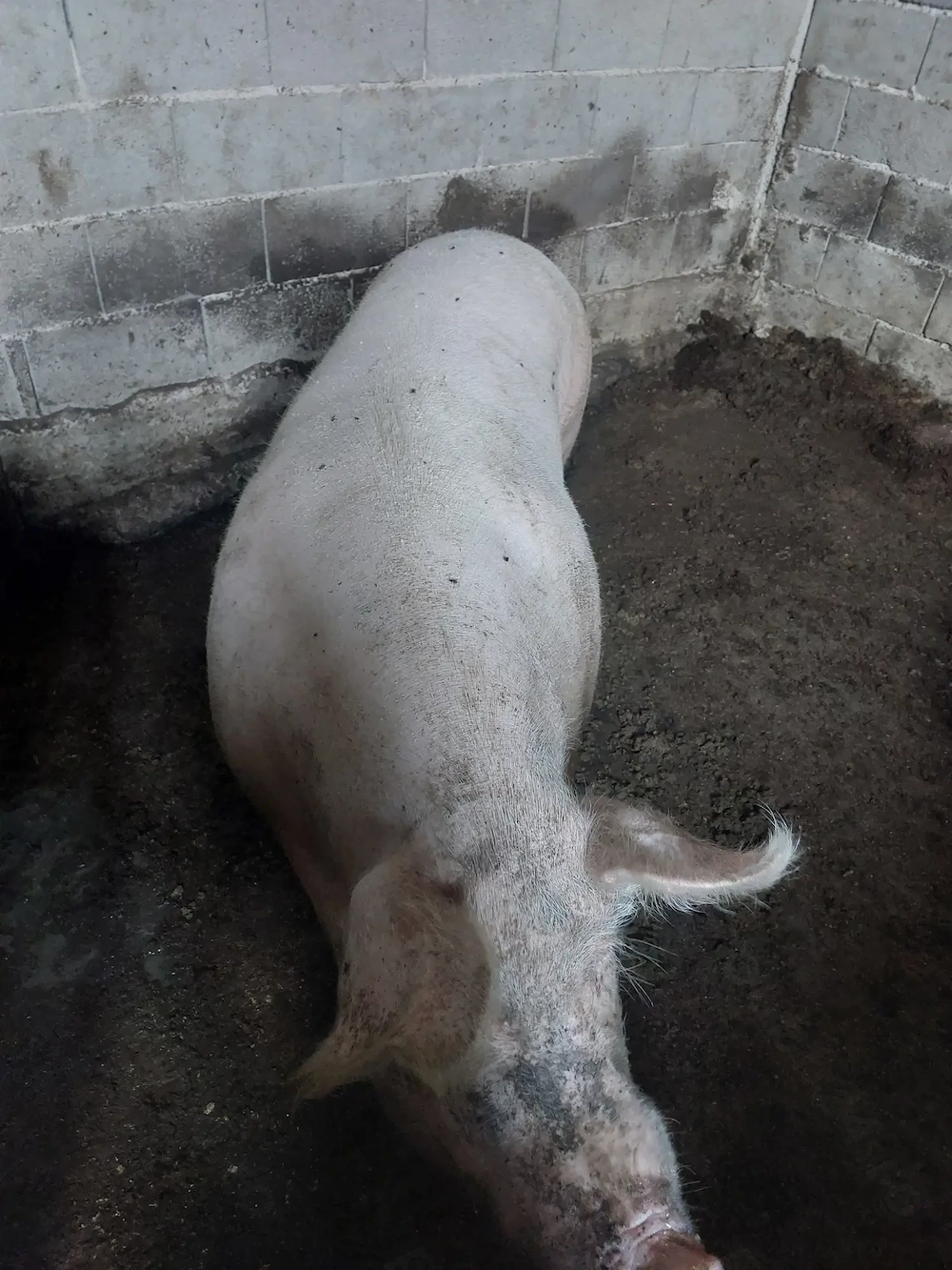 Scroafă de Carne la 300 Kg 
