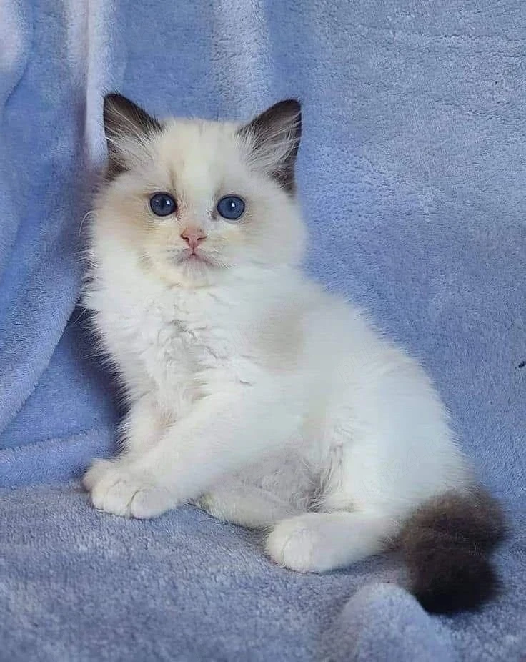 Ragdoll lynx point