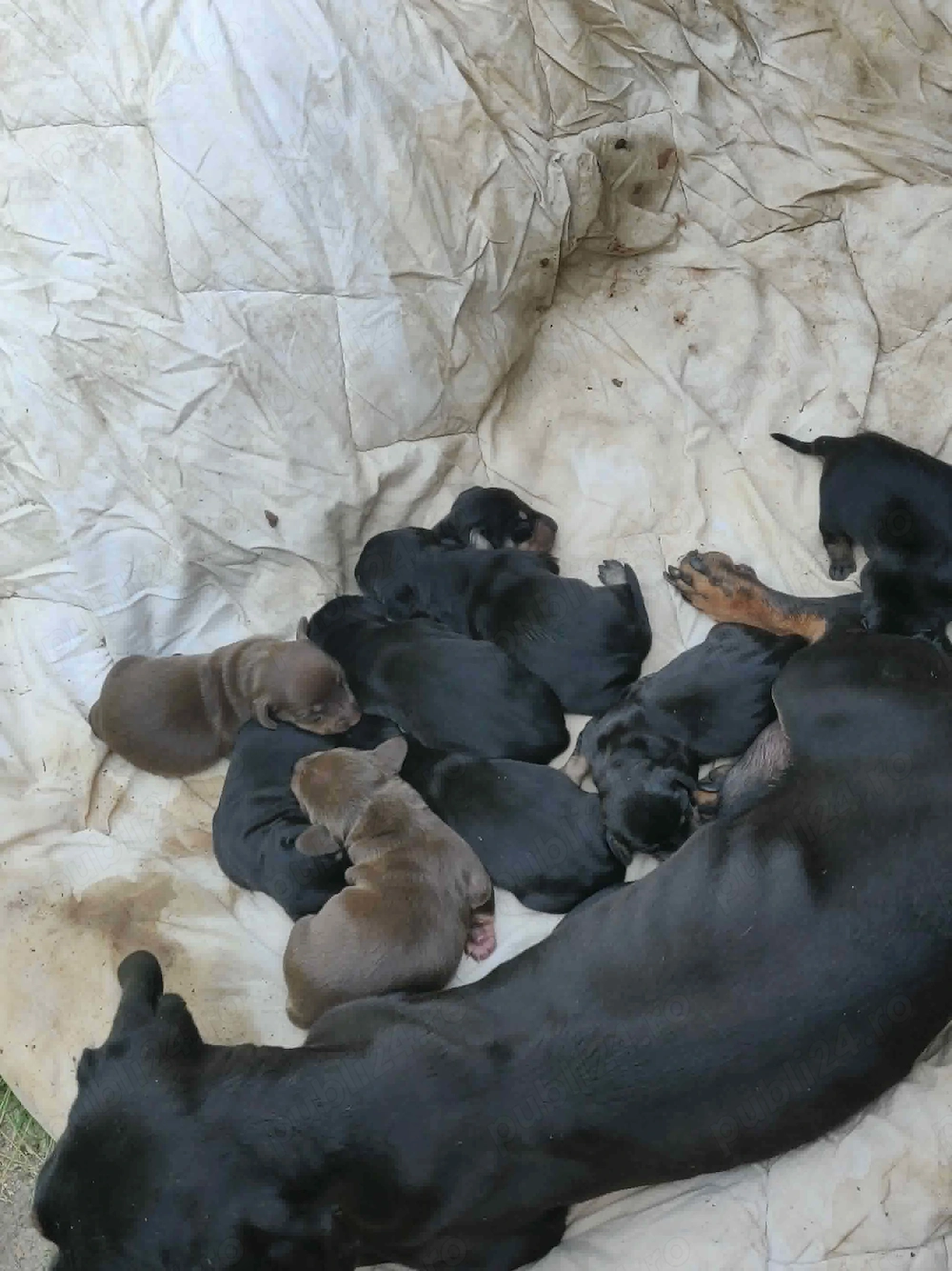Familie de catei teckel 