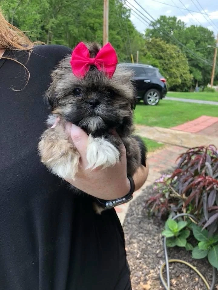 Shih Tzu puiuti 