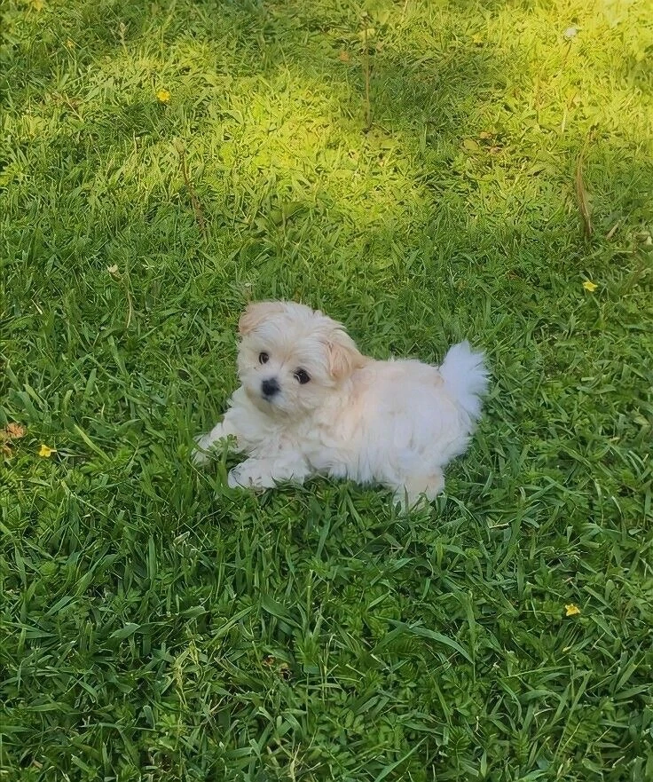 Maltipoo puiuti 