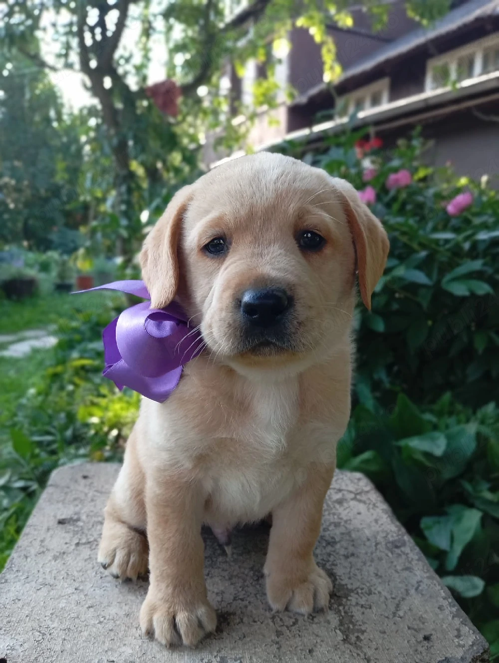 Femelă labrador 