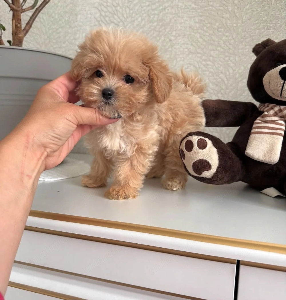 Maltipoo puiuți 