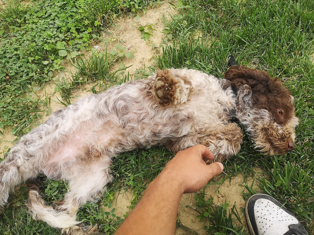 Lagotto Romagnolo 
