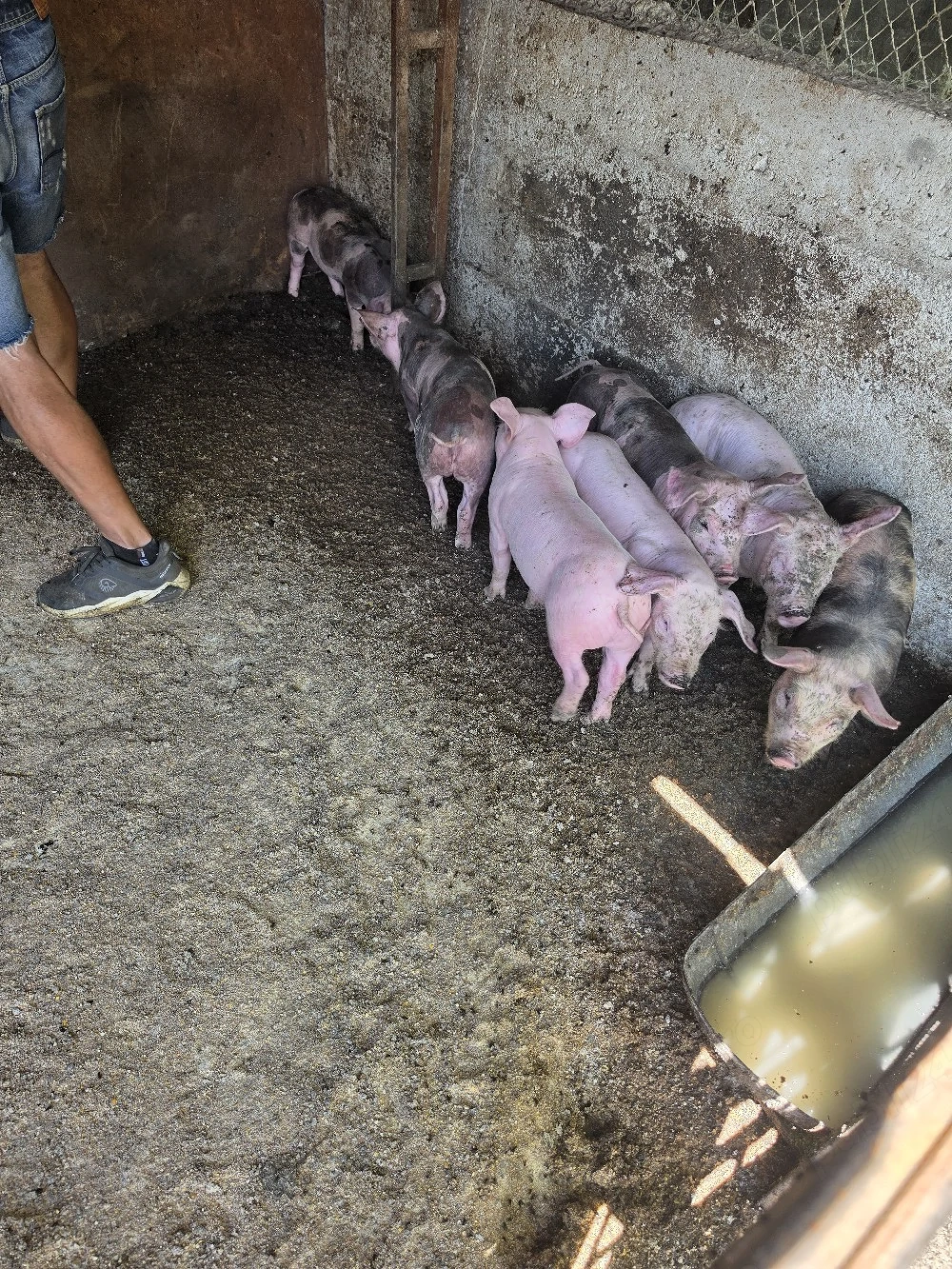 purcei pietrean maximus cu landrace