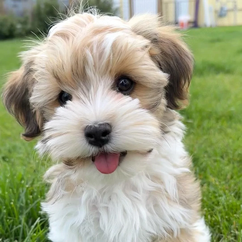 Bichon havanez superbi 