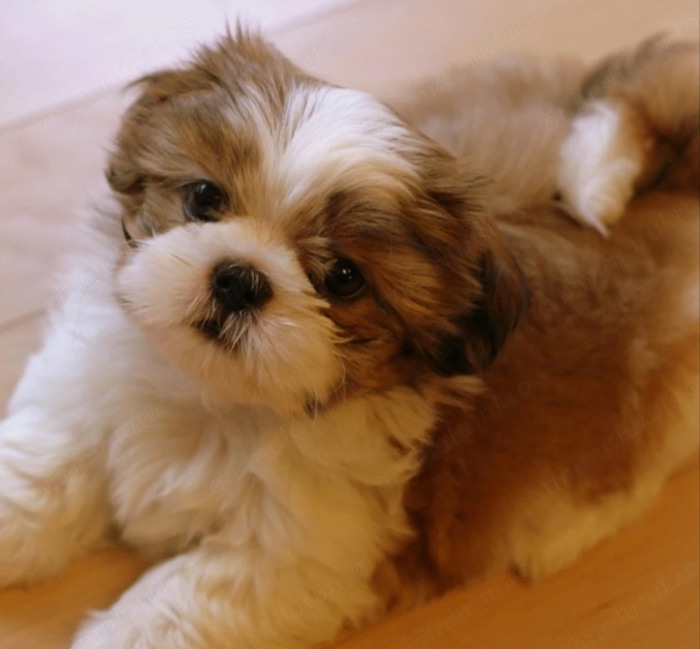 Bichon havanez 550 lei