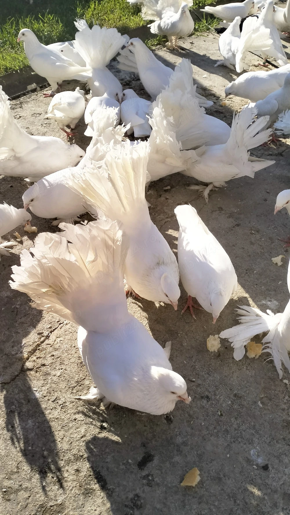 porumbei voiajori albi si voltați indieni albi 