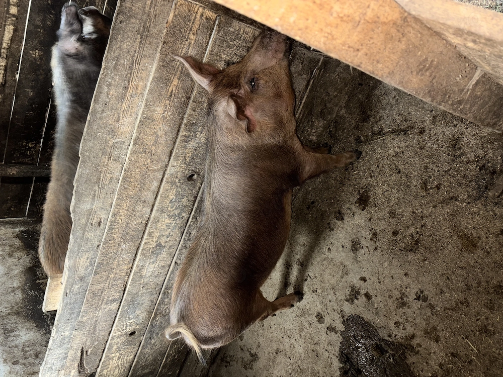 2 porci , unul de 100kg și unul de 200+ 