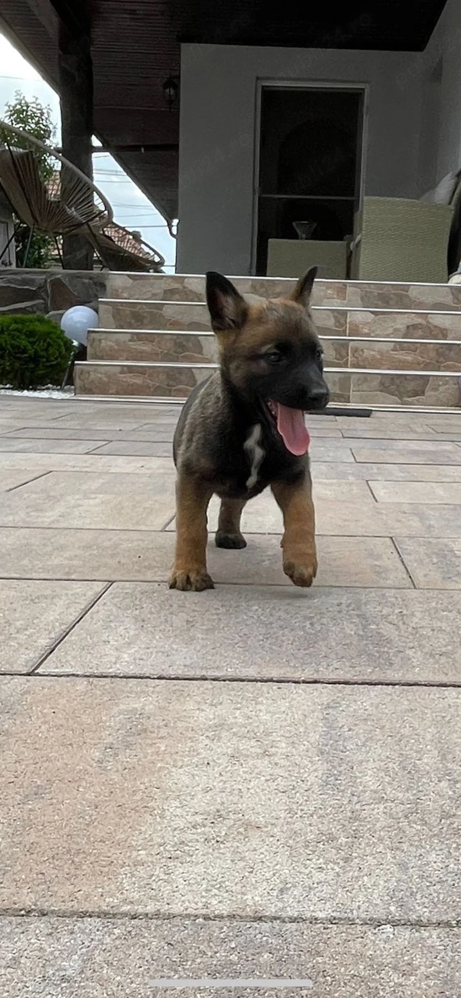 Ciobanesc belgian, malinois