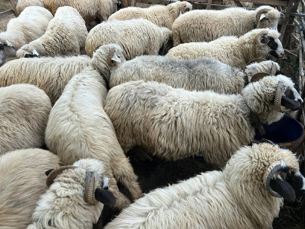 oi breze si oacheșe 