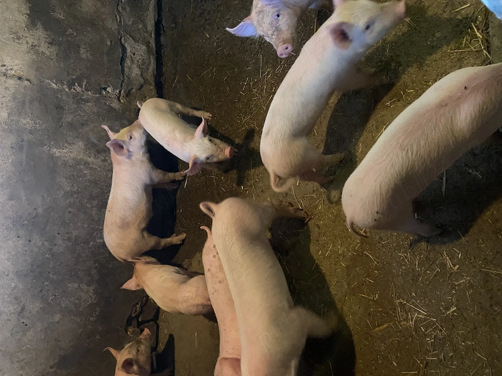 Vând purcei Landrace, preț 350 lei
