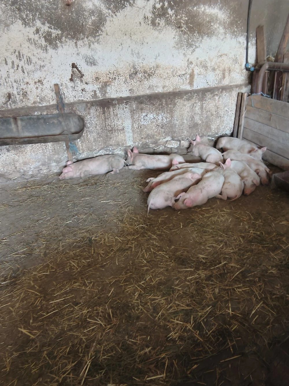 vand purcei intre 20 si 35 kg  purcei 