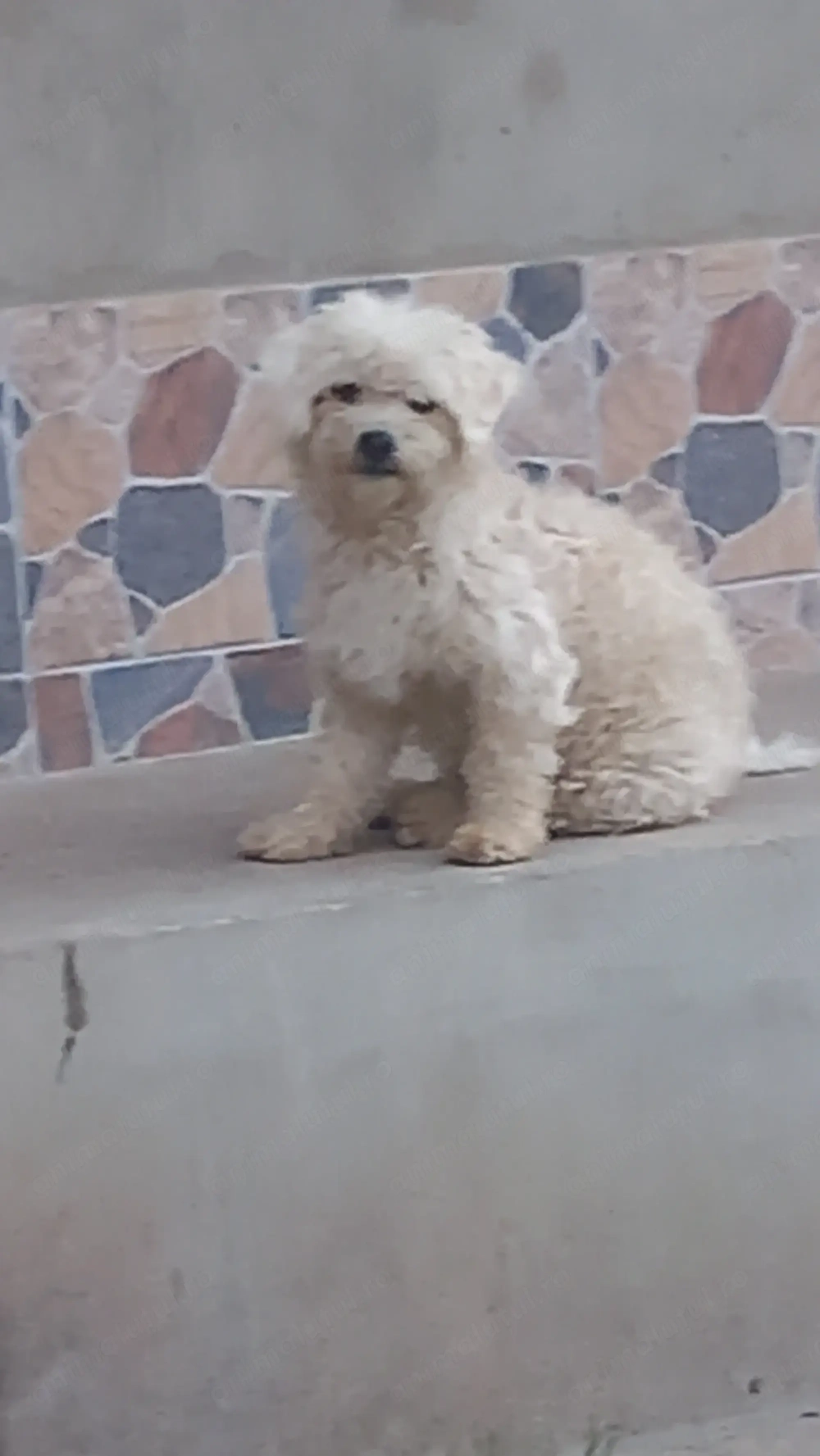 Donez caine bichon 