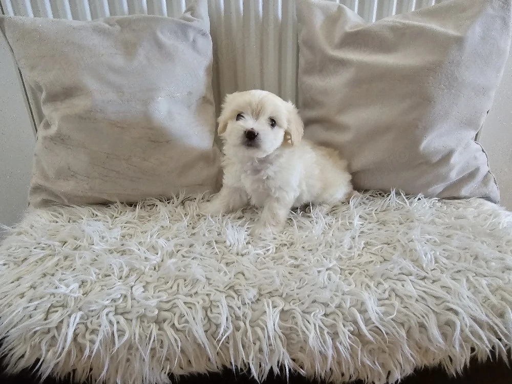 vand bichon cu carnet și 2 deparazitari. 
