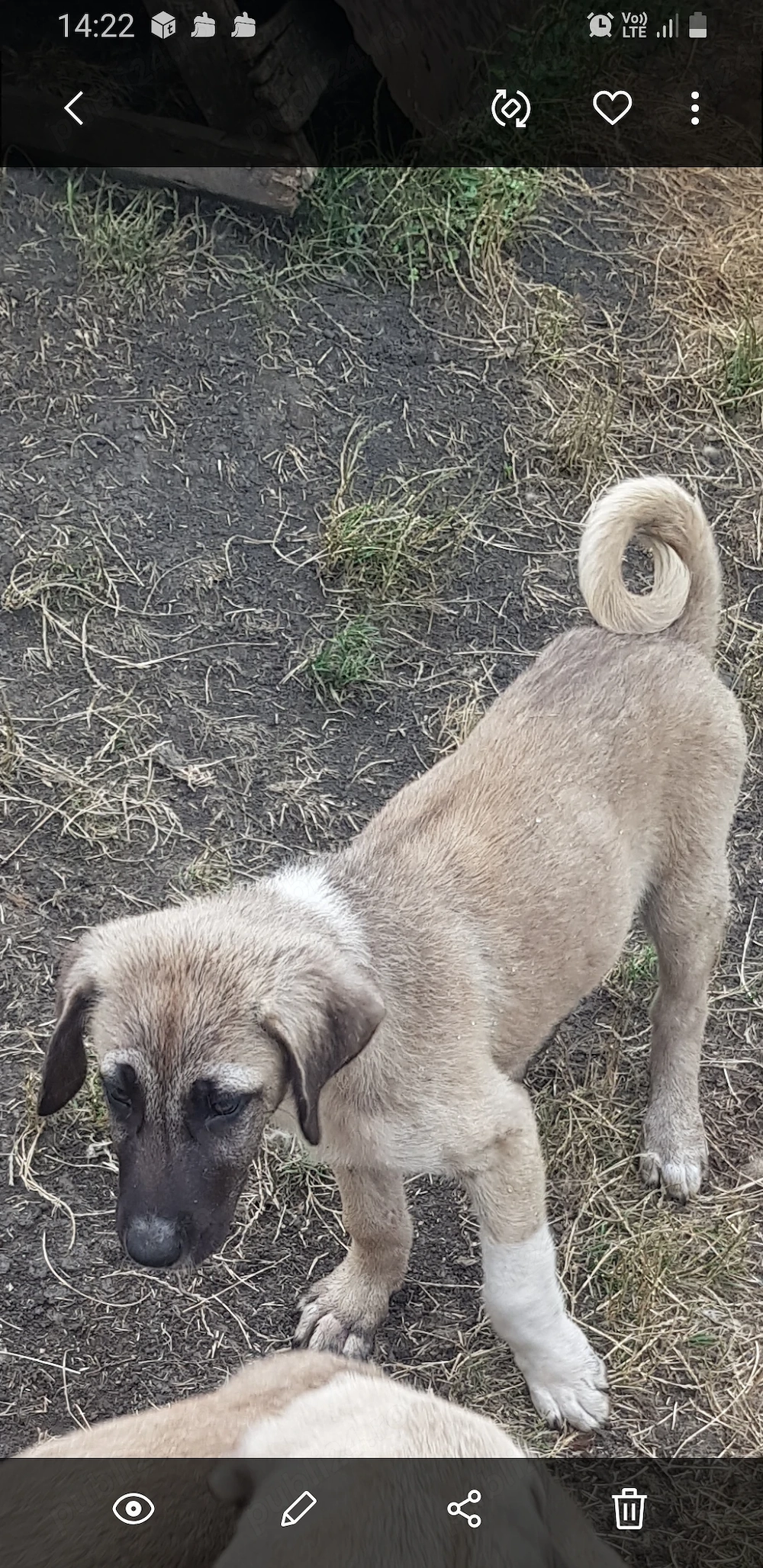 Vand catel de kangal de trei luni  mascul