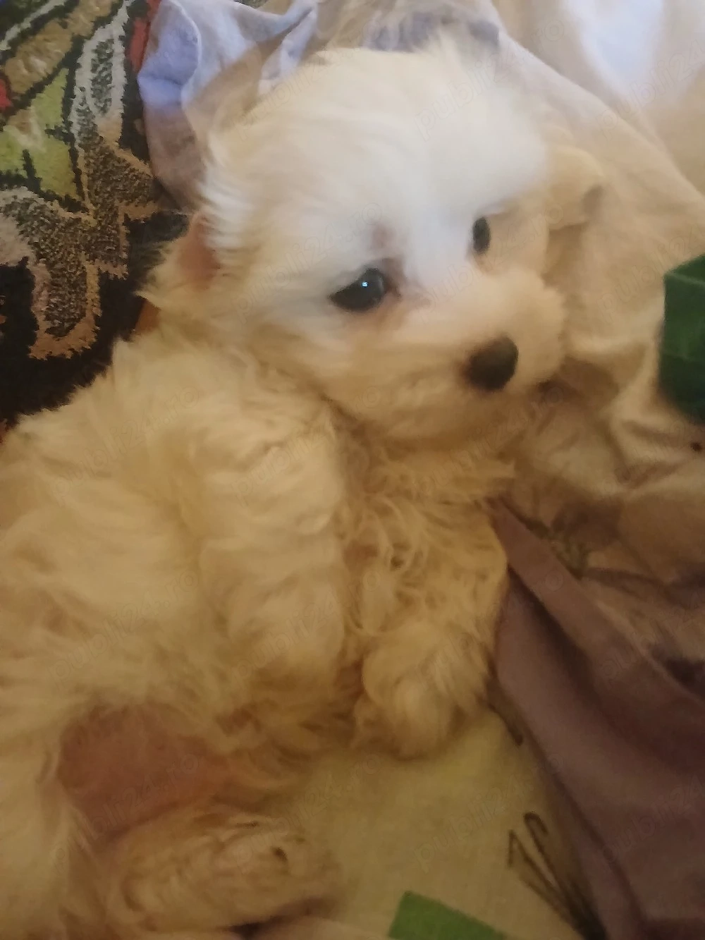 bichon maltez