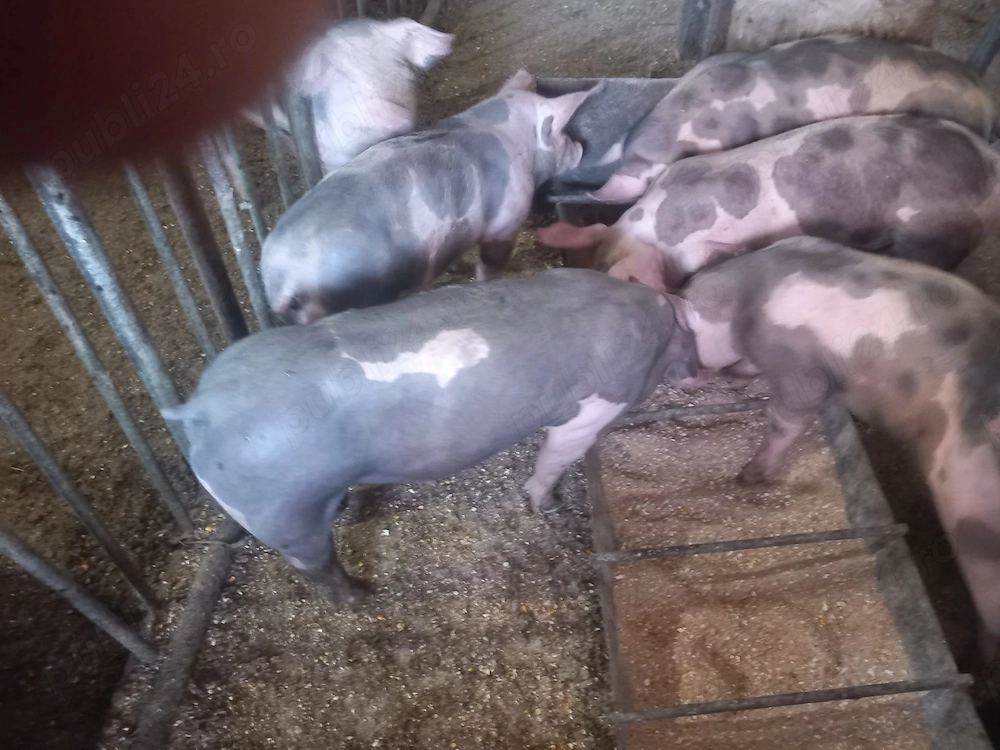 Purcei de vânzare de 8 săptămâni 