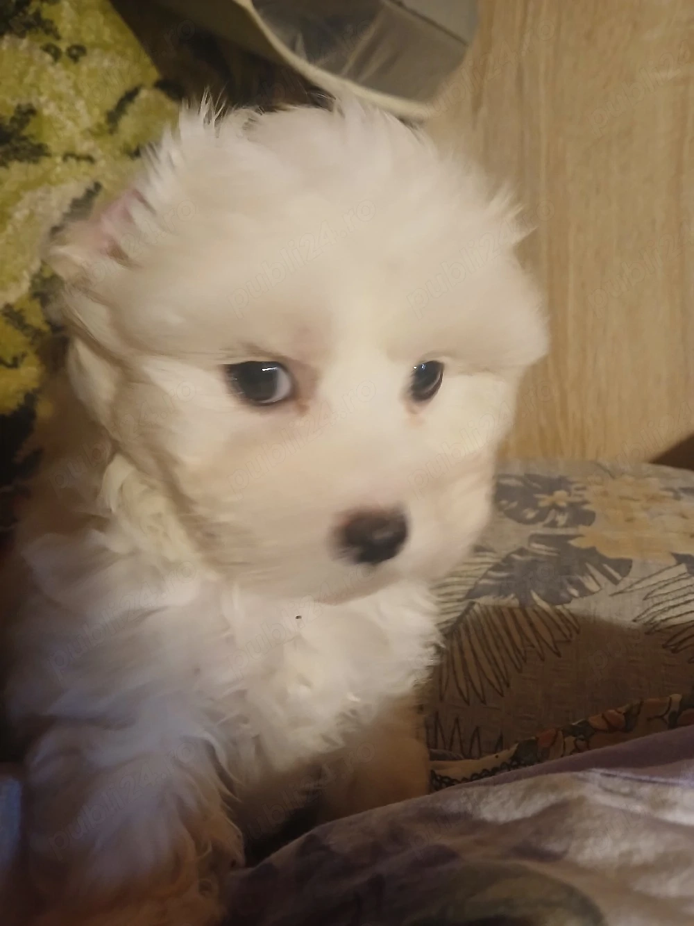 bichon maltez
