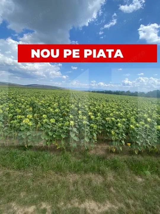 De vânzare teren arabil – 4,58 ha, Moacșa, Covasna