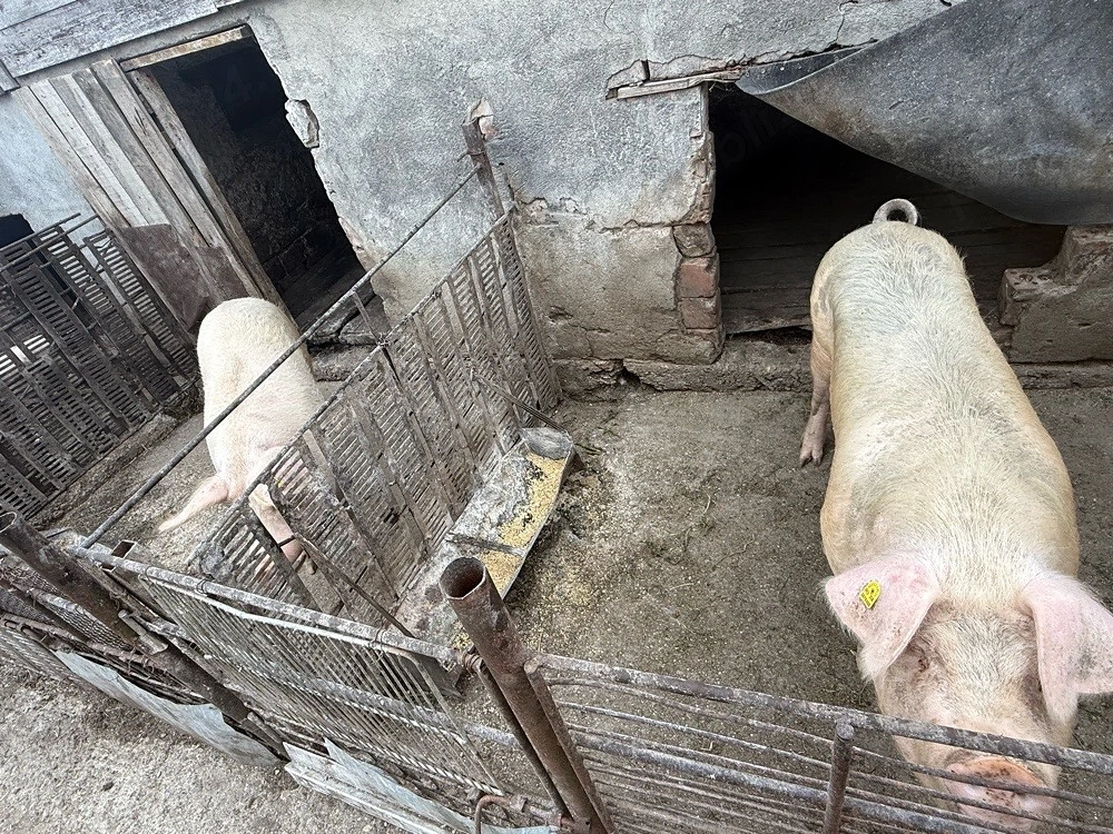 vand porci