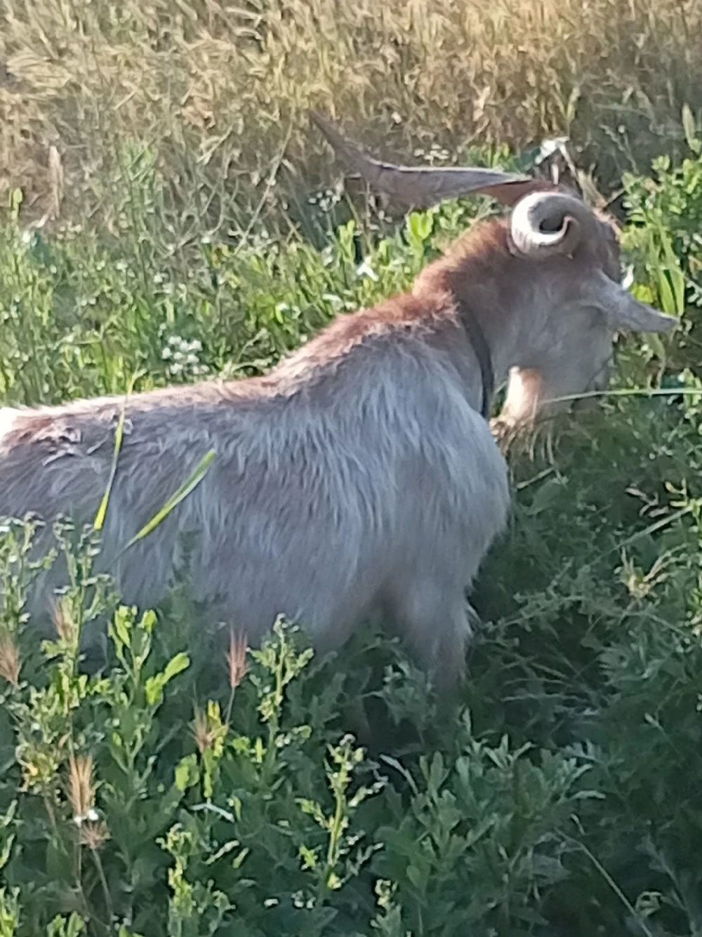 țap tânăr 