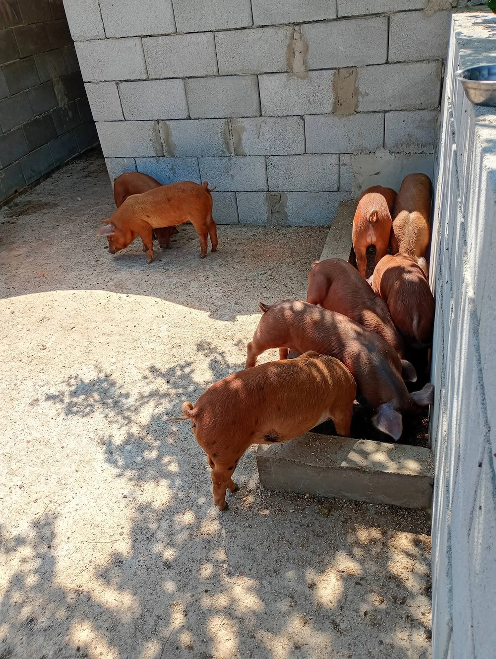 Purcei de vânzare 