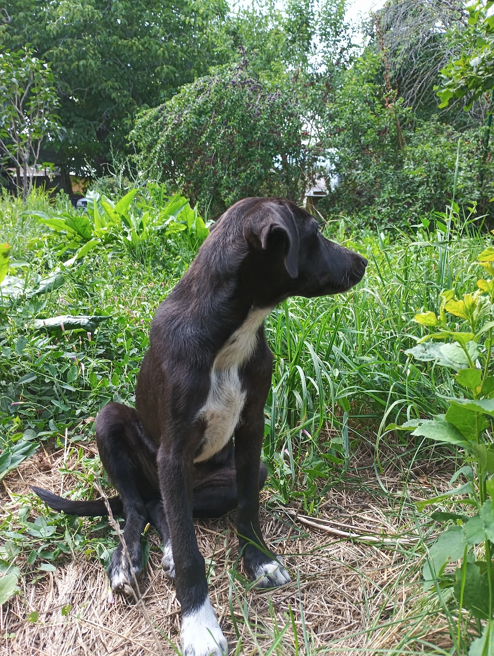 Pentru adopție, o cățelușa metis, culoare neagra cu alb la piept. 