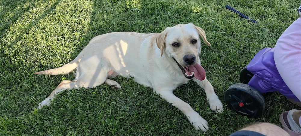 Donez labrador femelă de 1 an