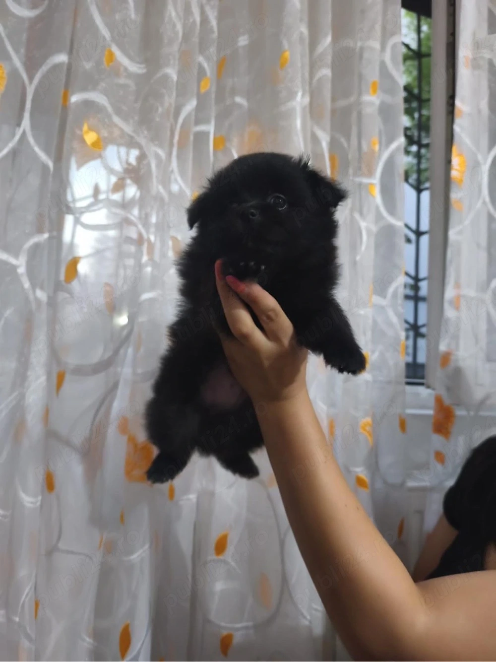 Pui  de pomeranian 