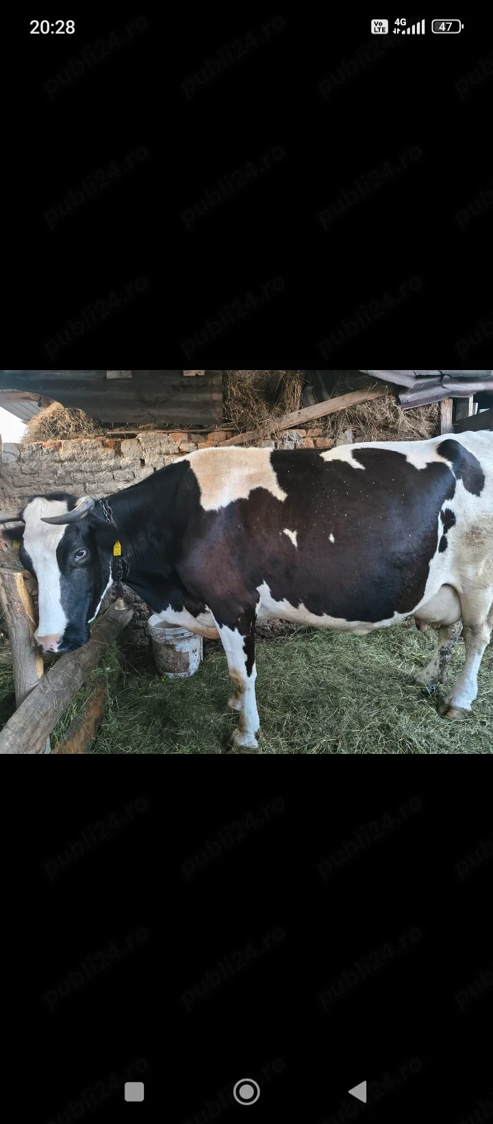 vind vacă de lapte dă 18 litri de lapte pe zi 