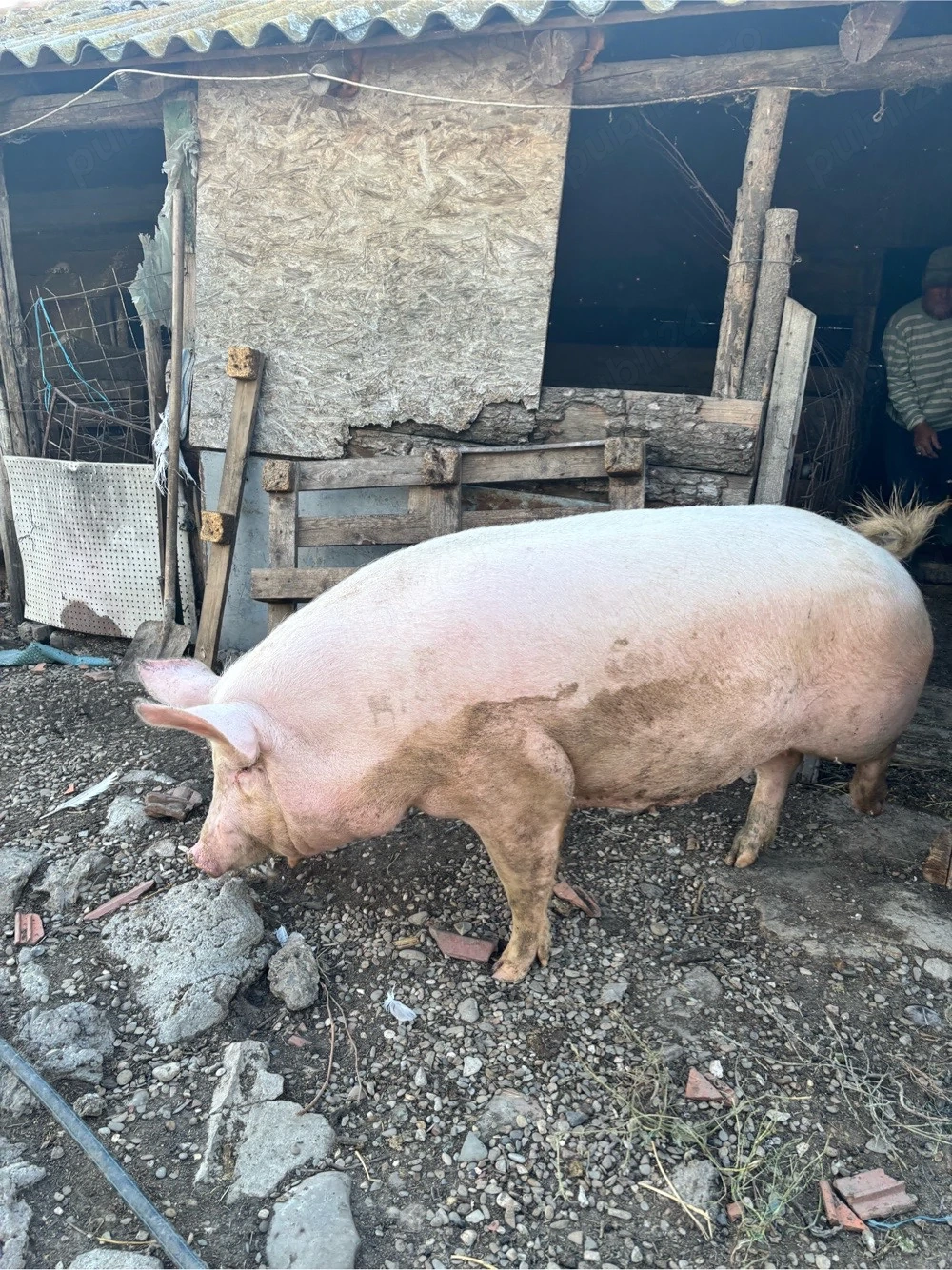 Vand Porc de Carne 
