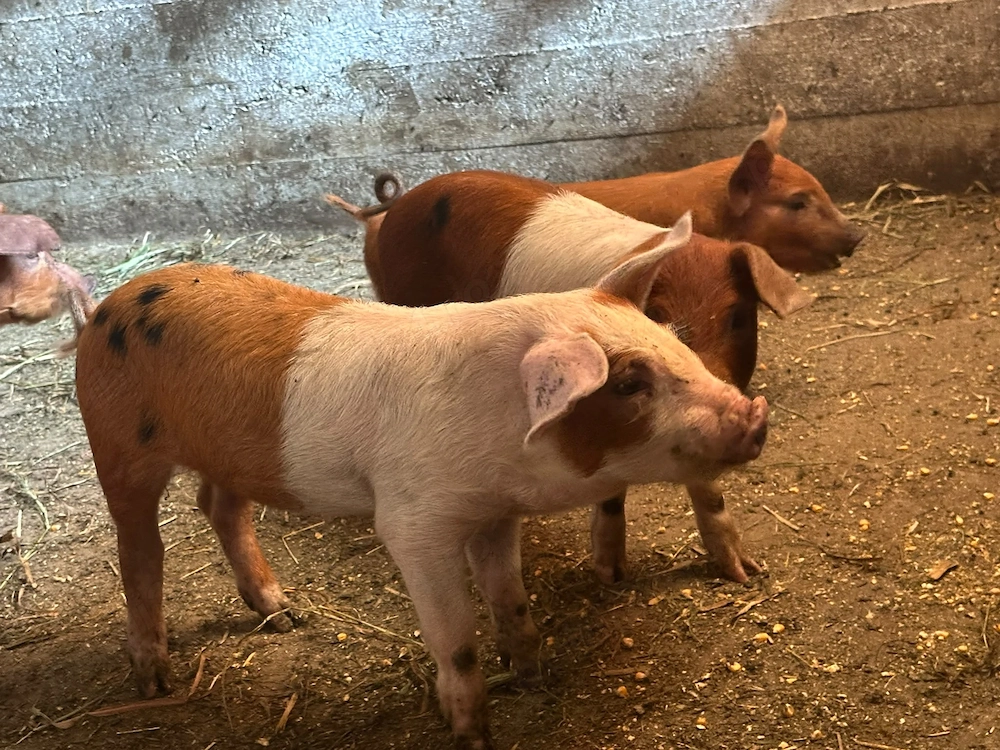 Purcei Duroc x Pietrain 