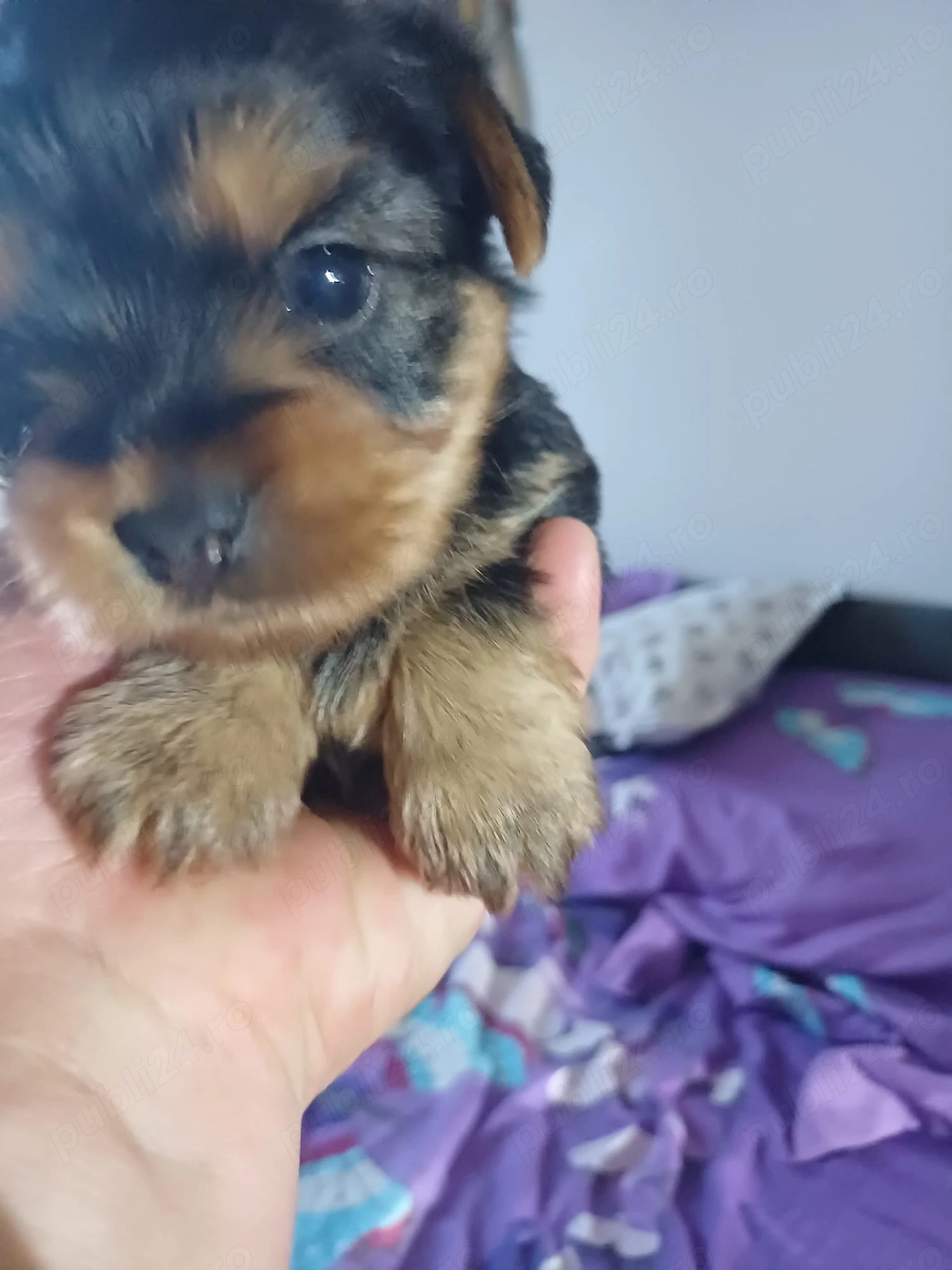 Yorkshire mini toy 