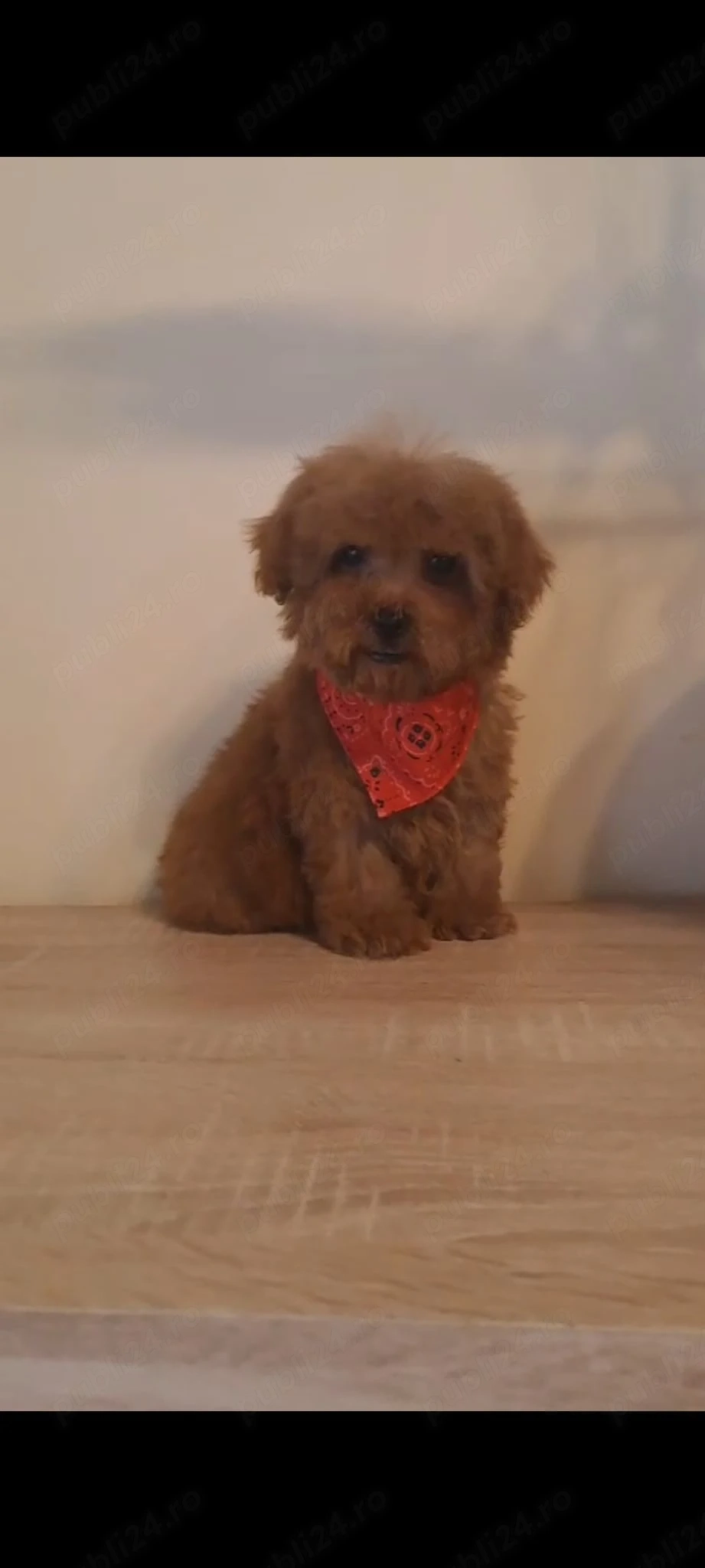 Pudel Caniche pitic