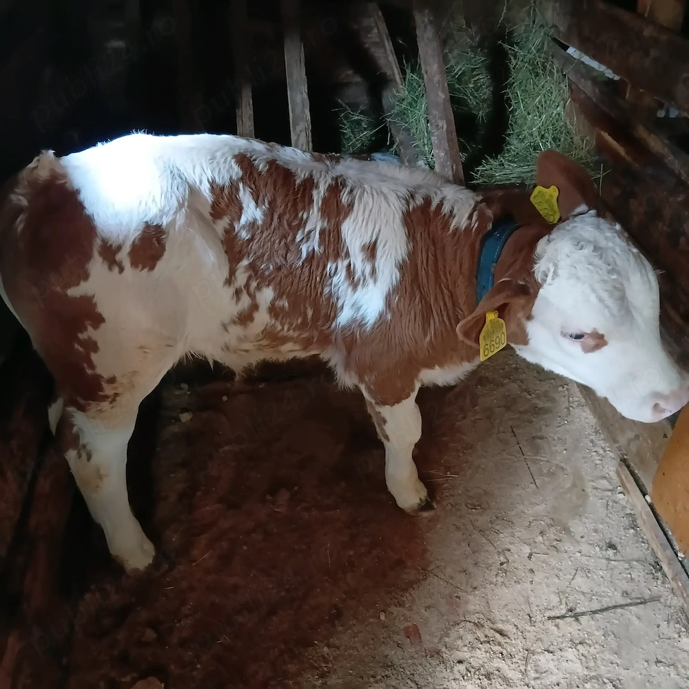 Vind vaca cu vitel vaca la prima fătare foarte cuminte pt mai multe detalii sunați la nr  