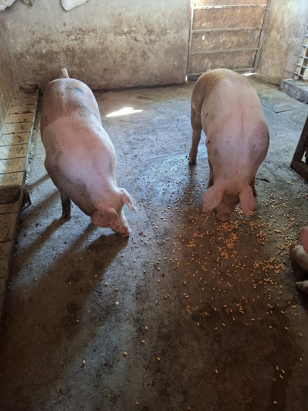 Porci 100-130KG