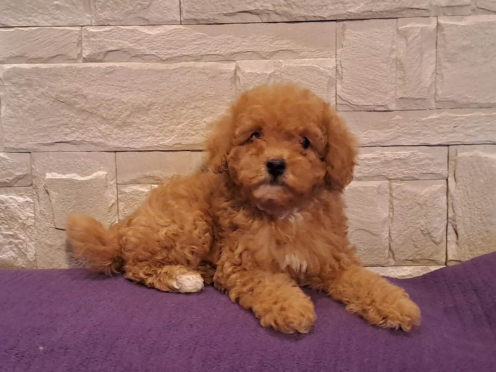 Catei Maltipoo 