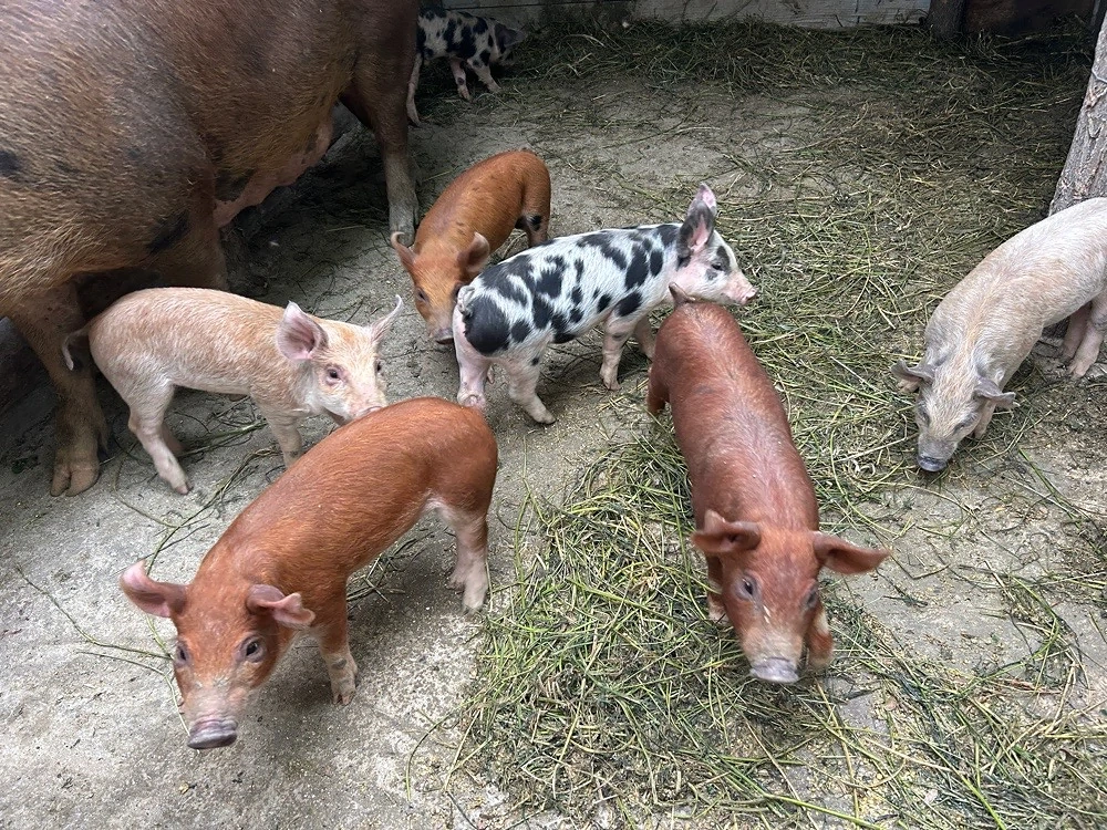 Vând purcei 6 saptamani 