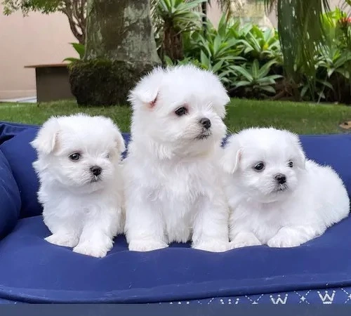 Puiuți Bichon disponibili imediat 