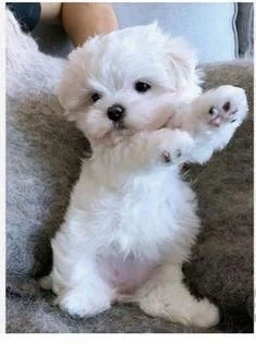 Puiuți Bichon disponibili imediat 