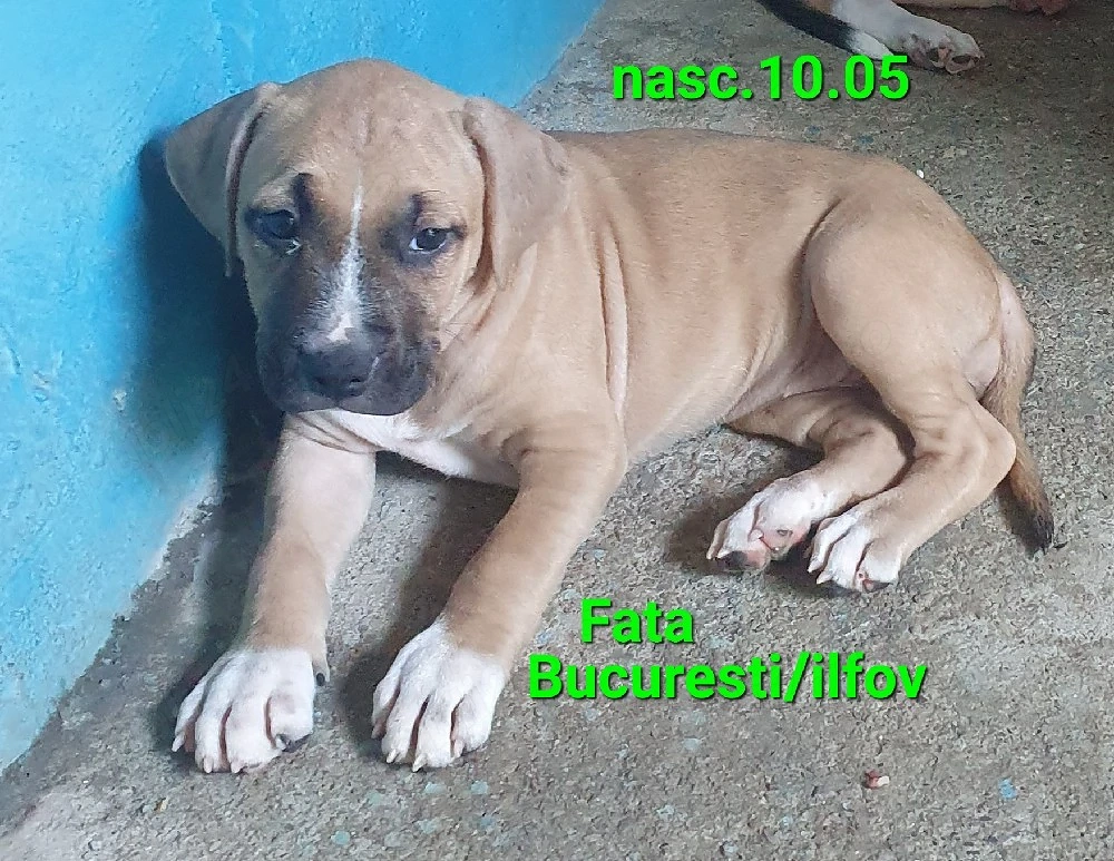 O scumpete de fata Amstaff