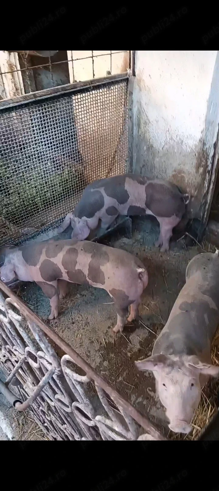 Scrofite pietrain 35 kg