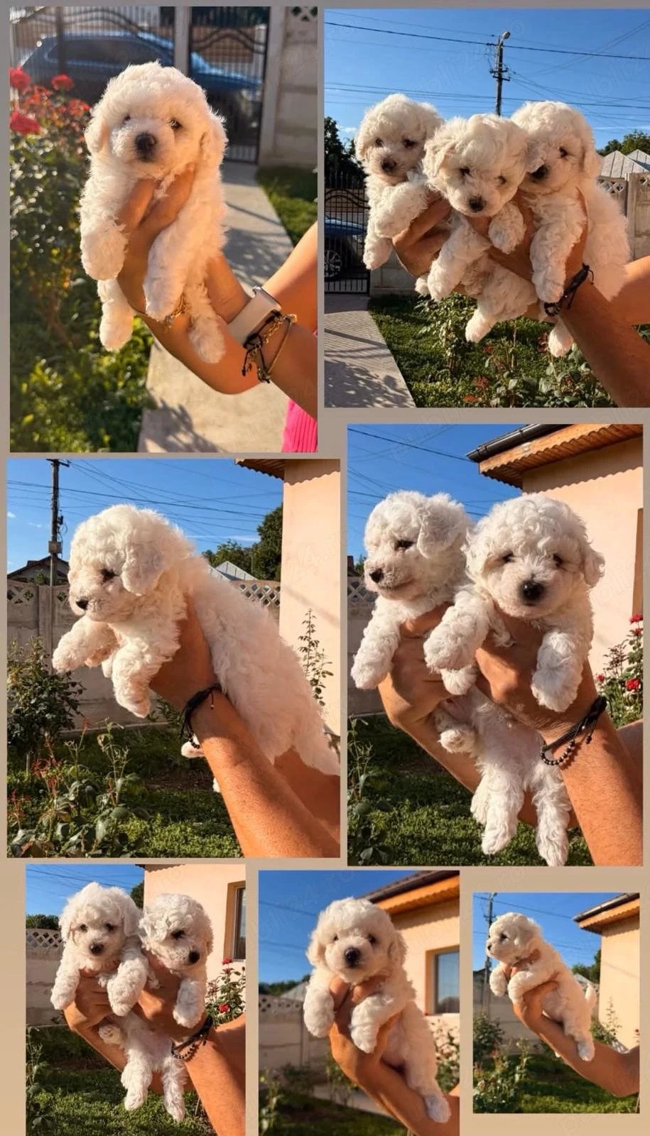 Pui Bichon Frise